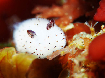 日本でウサギっぽい海洋生物が話題に 中国人 可愛い 気持ち悪っ 中国人の反応 中華看看